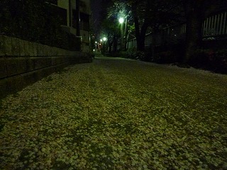 花びらで埋め尽くされたジョギングコース